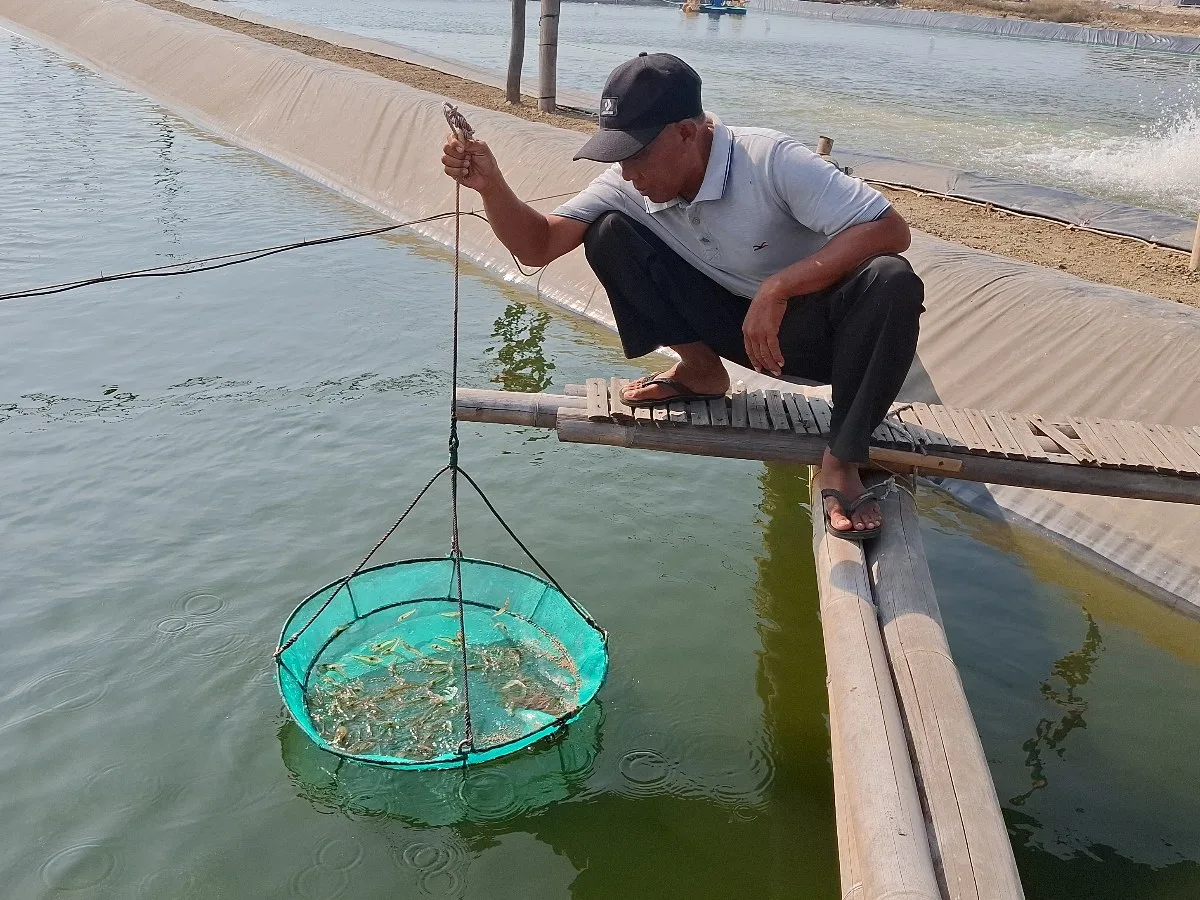 Petambak Udang Vaname Perkenalkan Proses Budidaya kepada Pengunjung