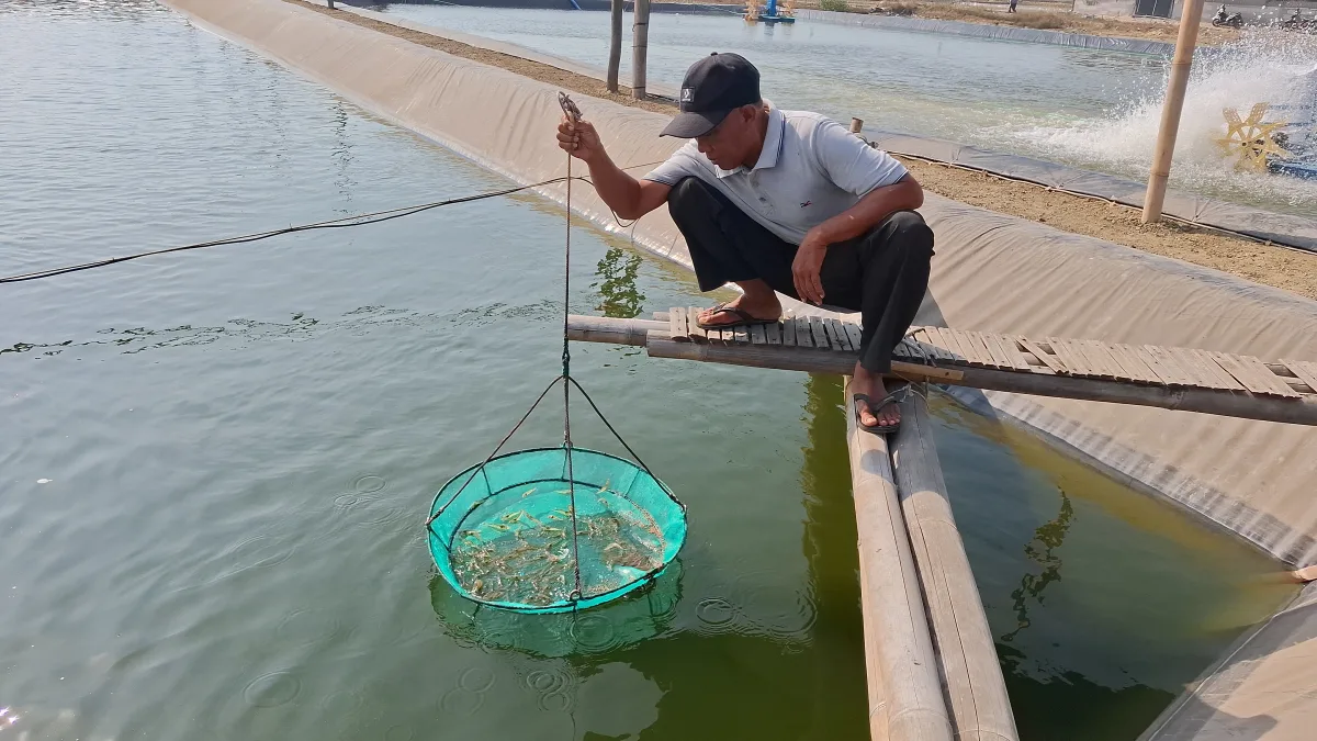 Dokumentasi Pembudidaya Udang